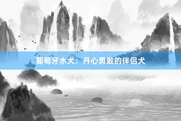 葡萄牙水犬：丹心勇敢的伴侣犬